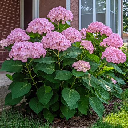 Hortensia - 2 Pzs - Hydrangea 'pink Annabelle' - Altura 40-50cm - ⌀19cm_4