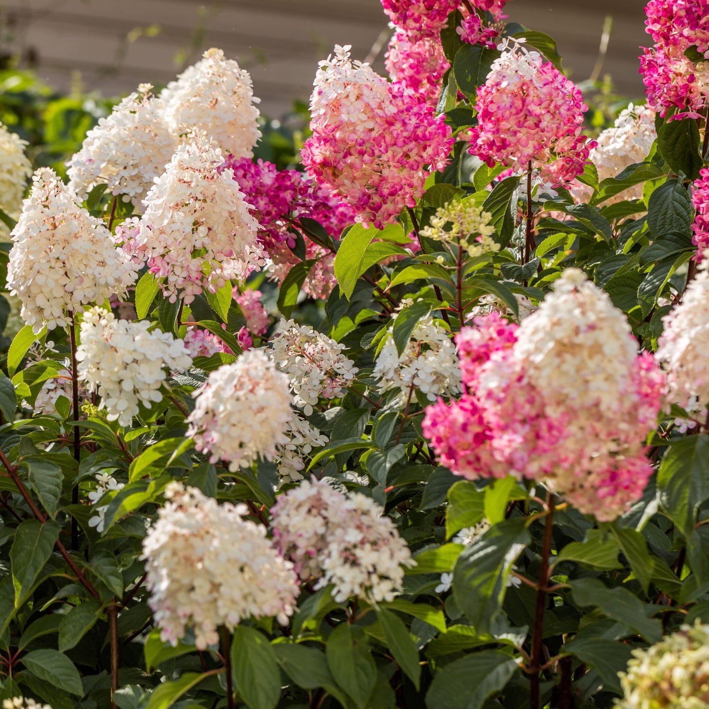 Hortensia - 3 Pzs - Hortensia Paniculata - Altura 25-35cm - ⌀9cm_1