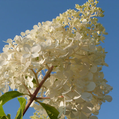 Hortensia - 3 Pzs - Hortensia Paniculata - Altura 25-35cm - ⌀9cm_3
