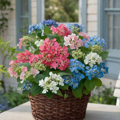Hortensia - 3 Pzs - Hydrangea Macrophylla - Altura 25-40cm - ⌀9cm_1