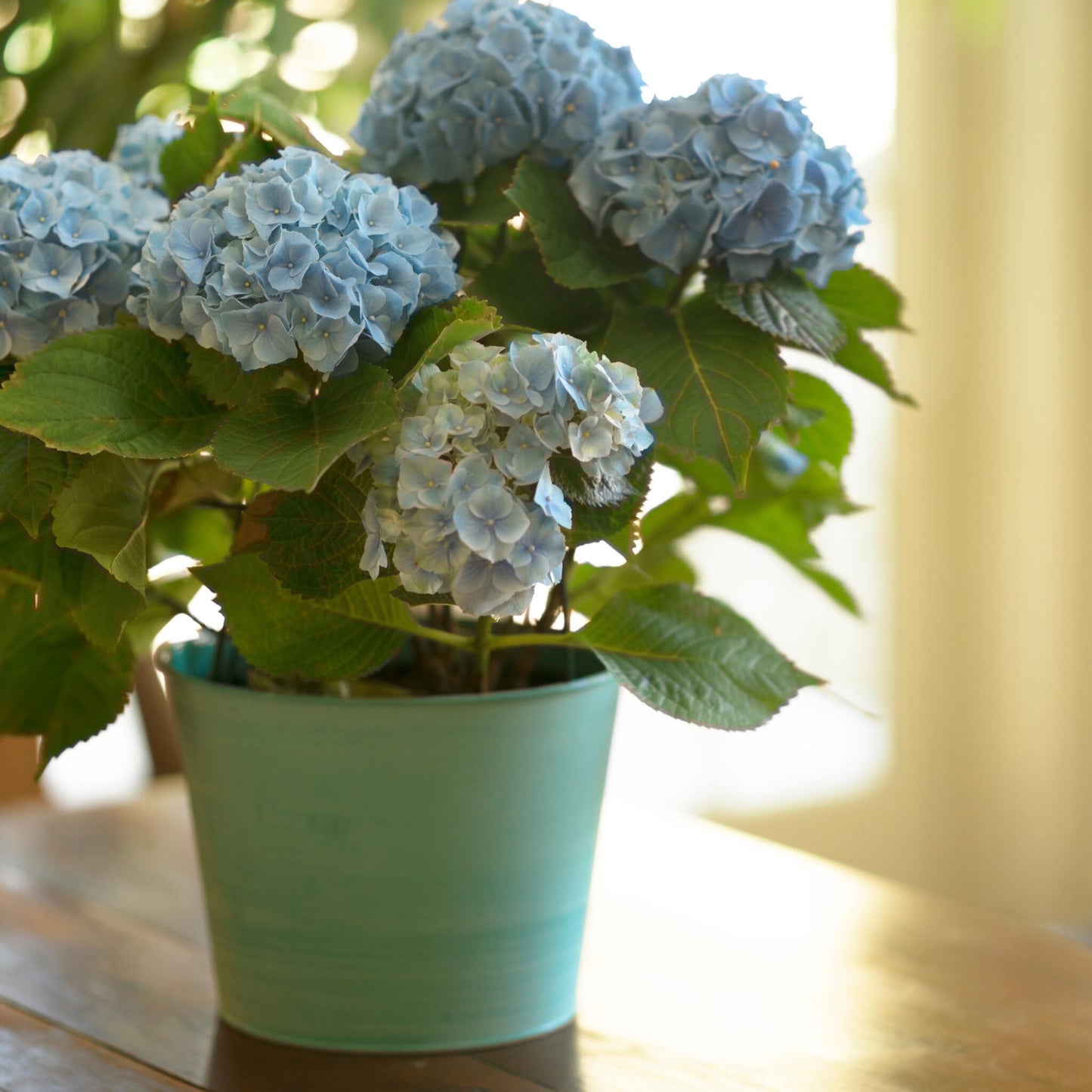 Hortensia - 3 Pzs - Hydrangea Macrophylla Teller 'nizza' - Altura 25-40cm - ⌀9cm_1