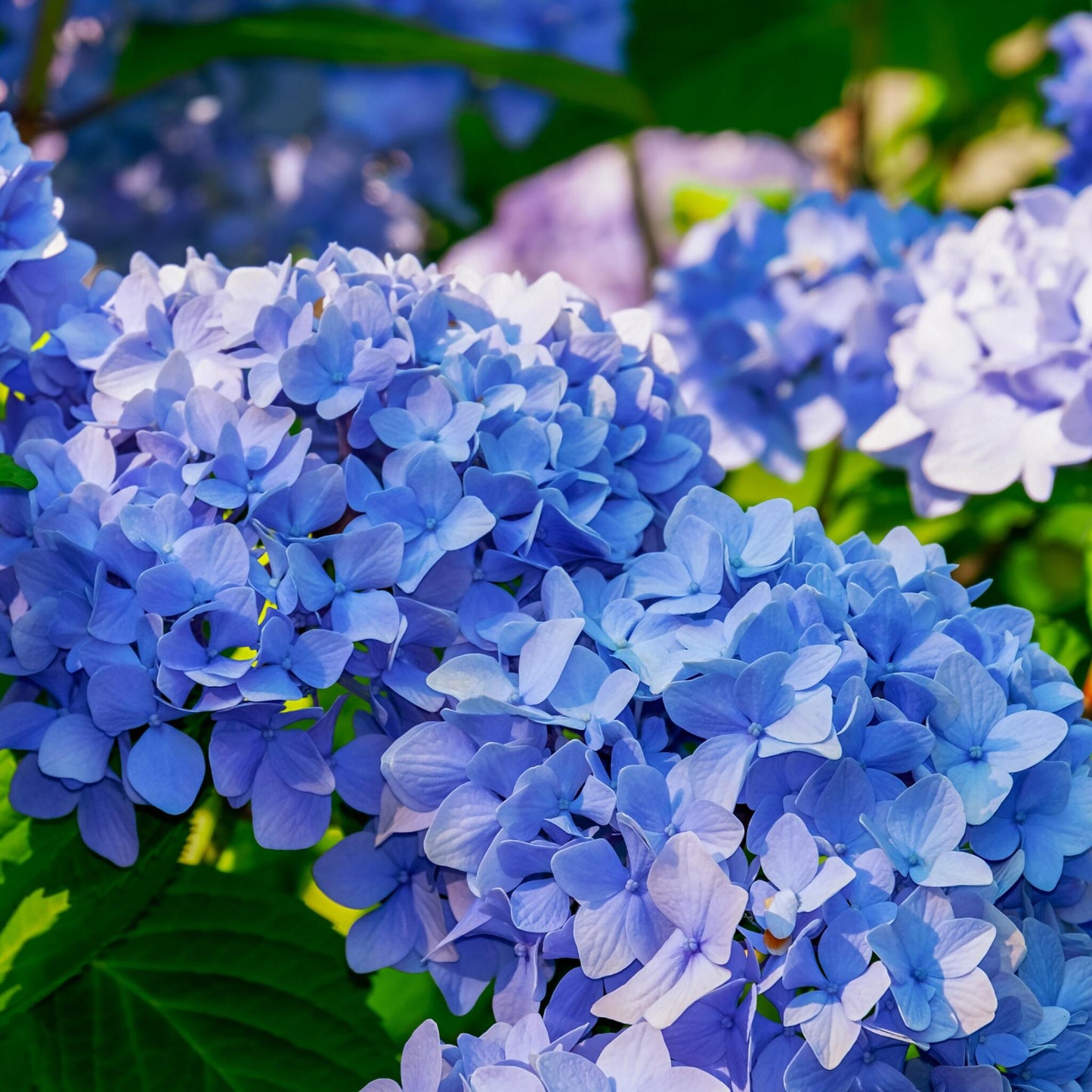 Hortensia - 3 Pzs - Hydrangea Macrophylla Teller 'nizza' - Altura 25-40cm - ⌀9cm_3
