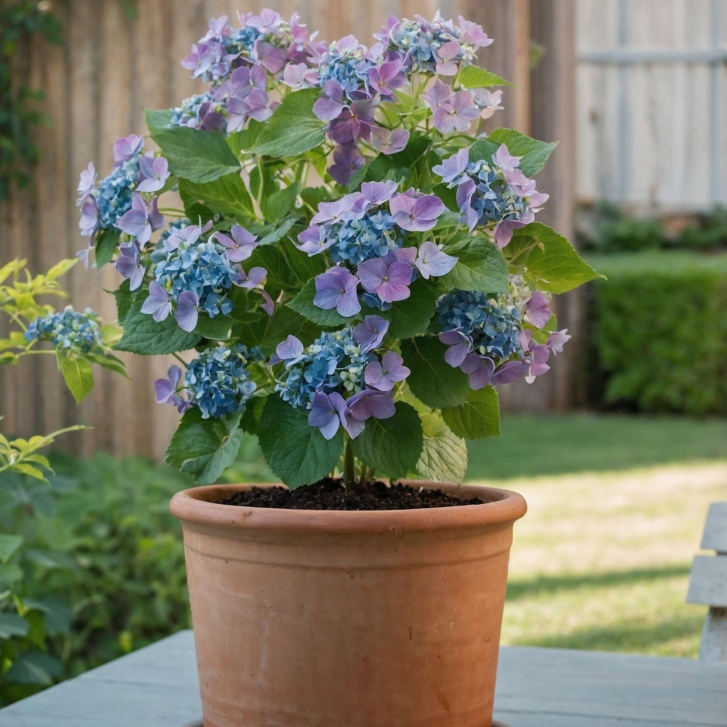 Hortensia - 3 Pzs - Hydrangea Macrophylla Teller 'nizza' - Altura 25-40cm - ⌀9cm_4