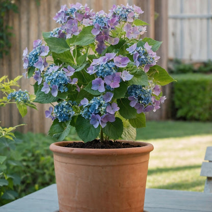 Hortensia - 3 Pzs - Hydrangea Macrophylla Teller 'nizza' - Altura 25-40cm - ⌀9cm_4