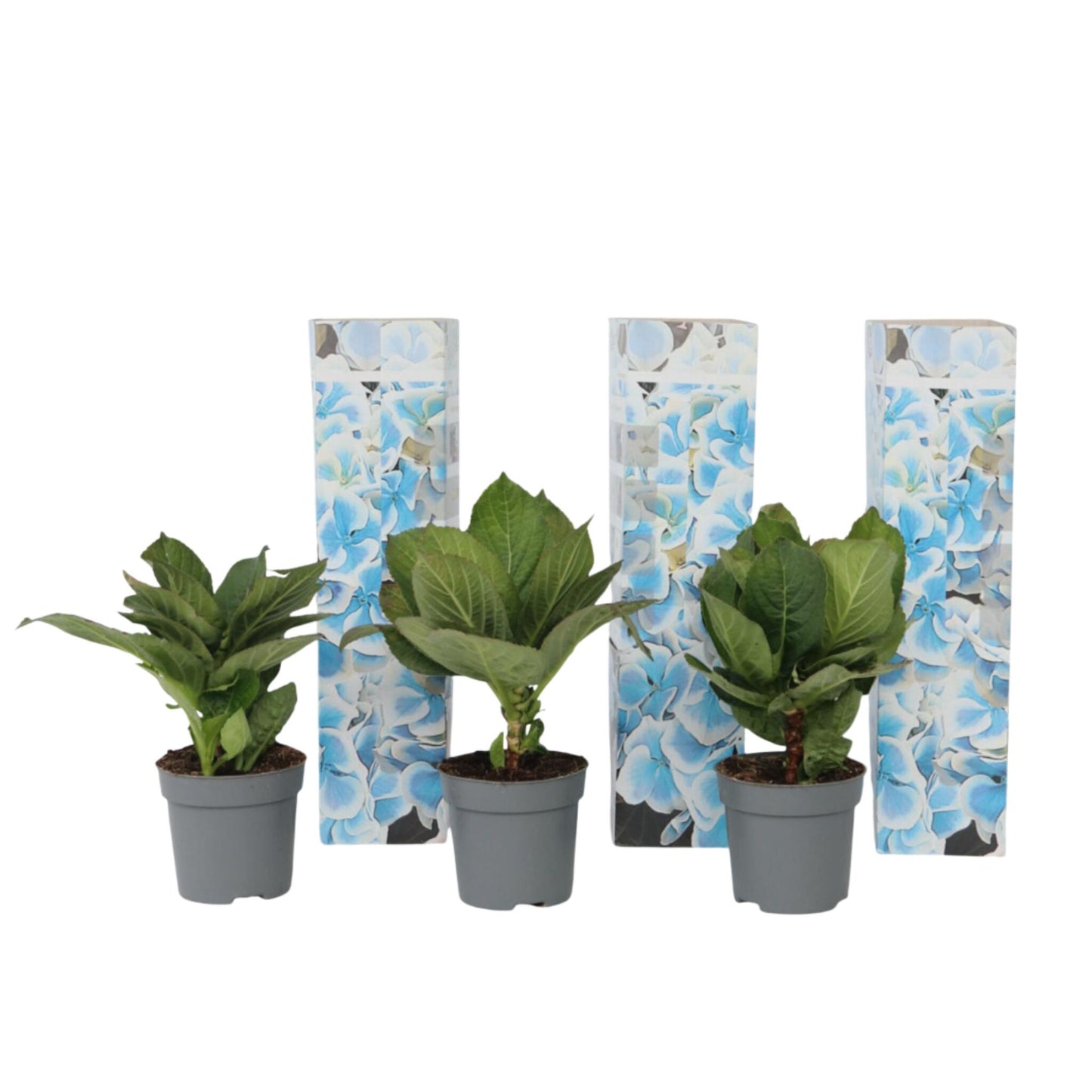 Hortensia - 3 Pzs - Hydrangea Macrophylla 'bavaria' - Altura 25-40cm - ⌀9cm_0
