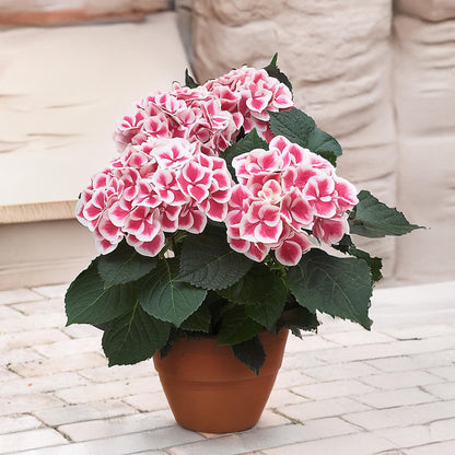 Hortensia - 3 Pzs - Hydrangea Macrophylla 'camilla' - Altura 25-40cm - ⌀9cm_1