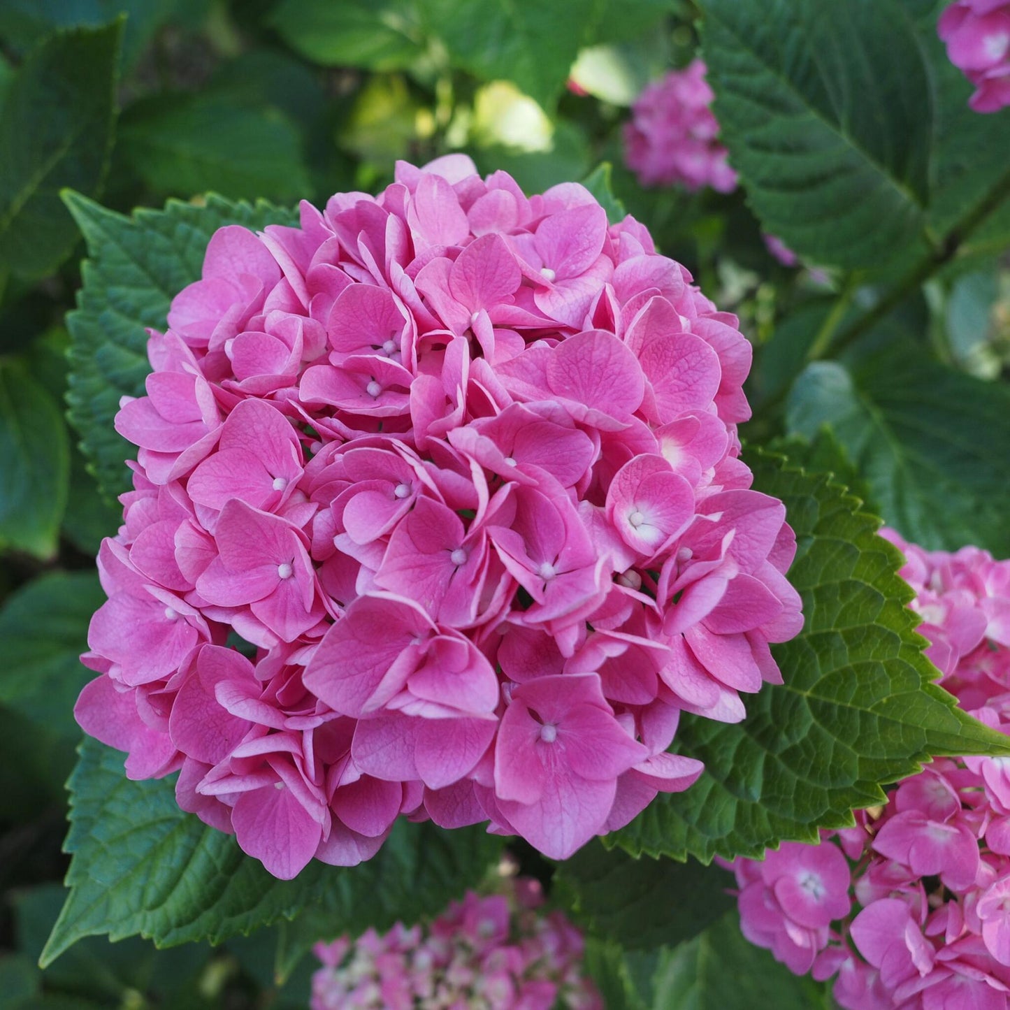 Hortensia - 3 Pzs - Hydrangea Macrophylla 'early Pink' - Altura 25-40cm - ⌀9cm_3