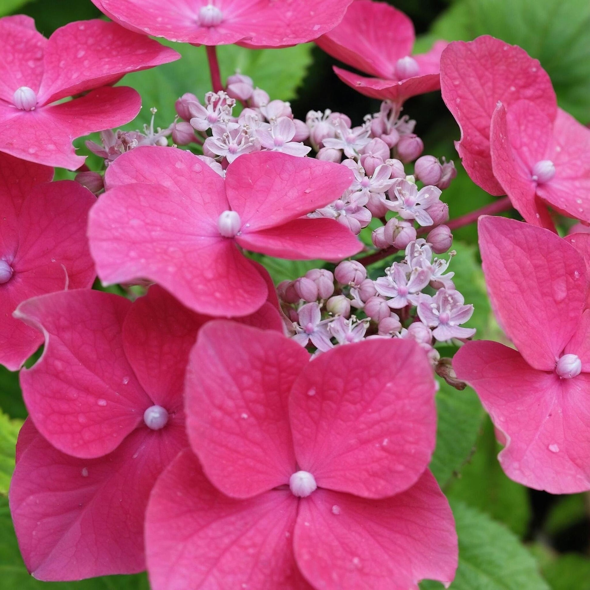 Hortensia - 3 Pzs - Hydrangea Macrophylla 'red Bull' - Altura 25-40cm - ⌀9cm_3