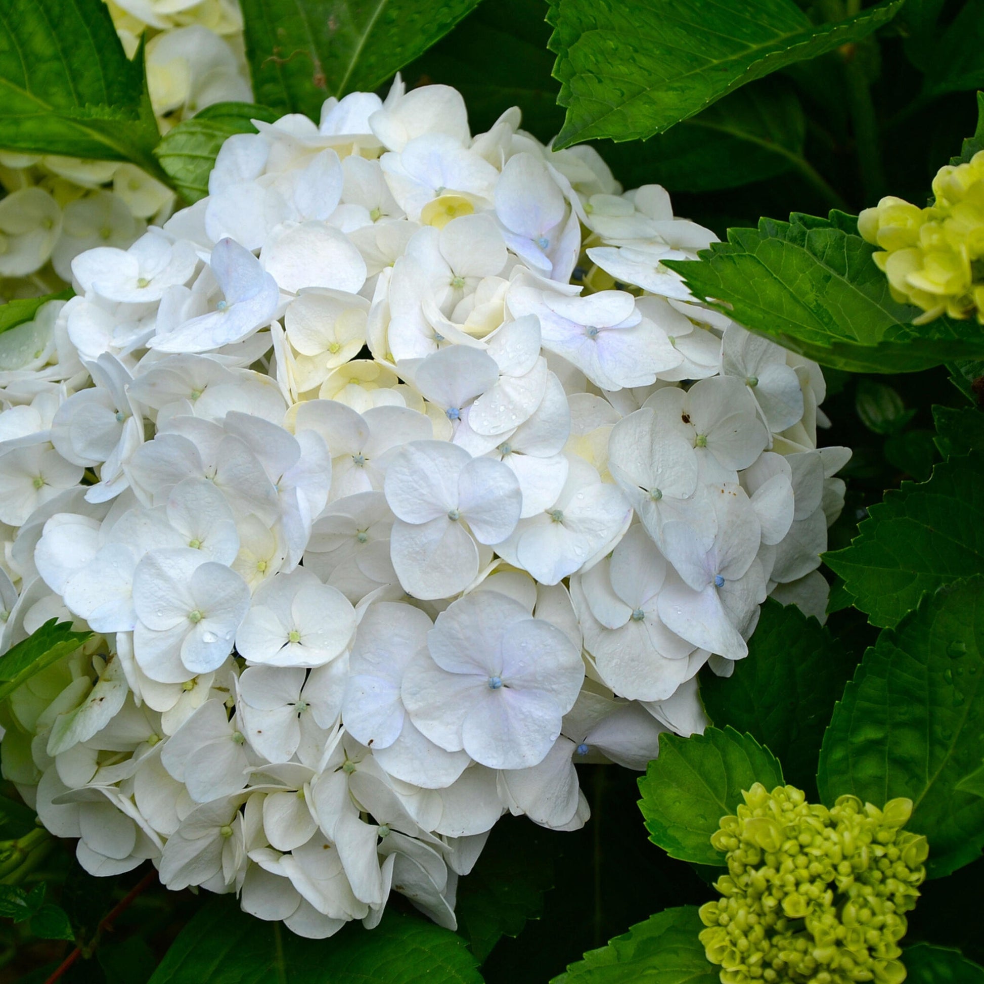 Hortensia - 3 Pzs - Hydrangea Macrophylla 'wudu' - Altura 25-40cm - ⌀9cm_3