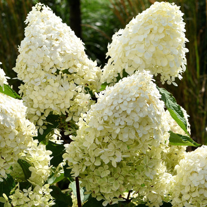 Hortensia - 3 Pzs - Hydrangea Paniculata 'phantom' - Altura 25-40cm - ⌀9cm_3