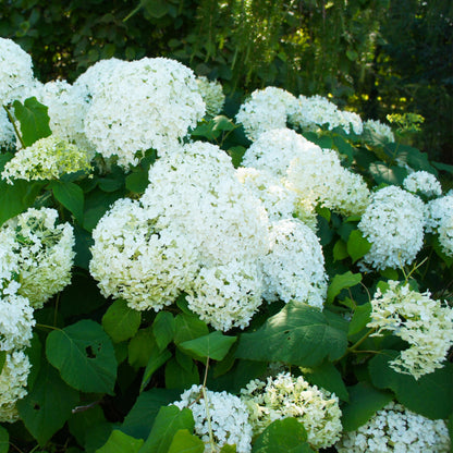 Hortensia - 3 Pzs - Hydrangea Paniculata 'silver Dollar' - Altura 25-40cm - ⌀9cm_1
