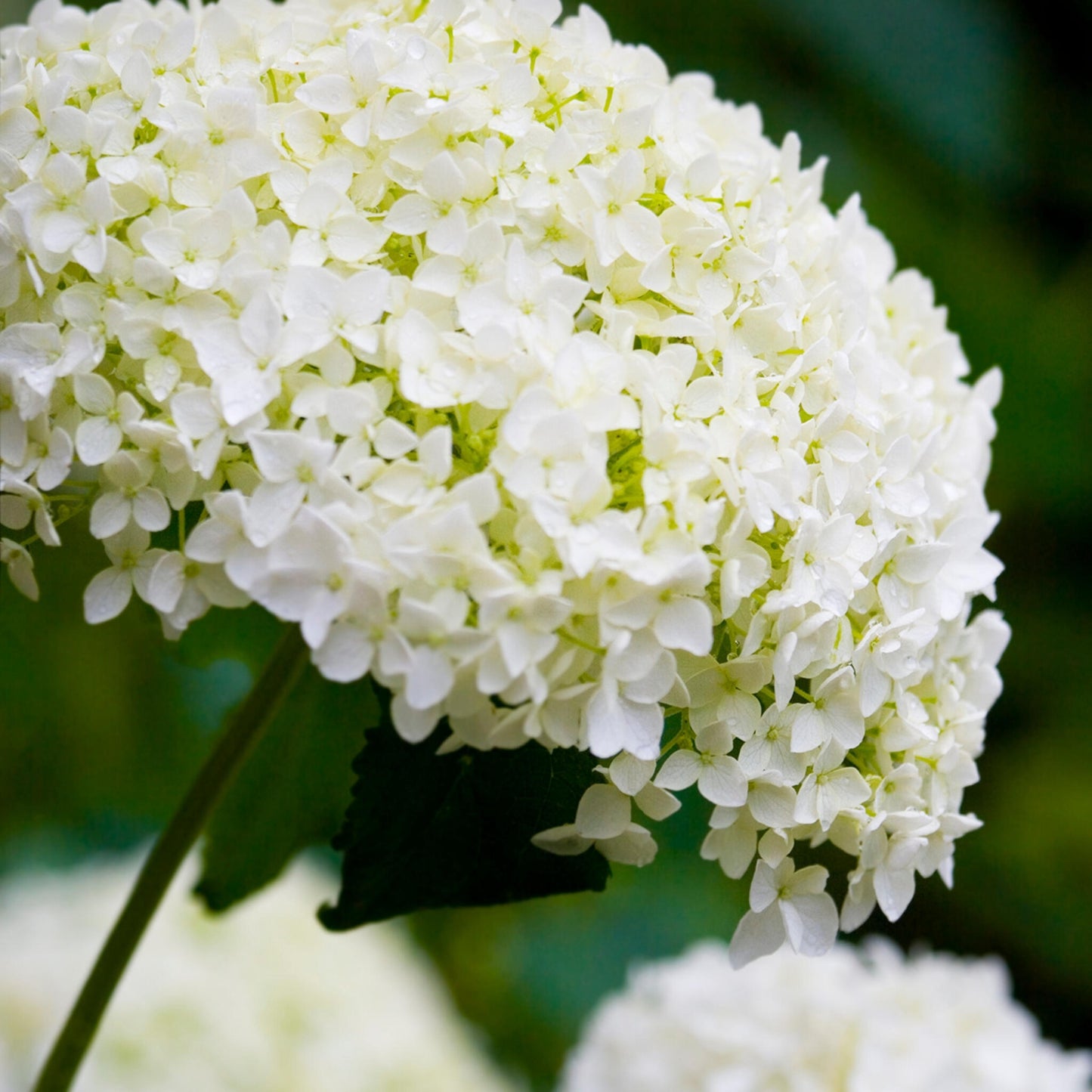 Hortensia - 3 Pzs - Hydrangea 'strong Annabelle' - Altura 30-40cm - ⌀19cm_3