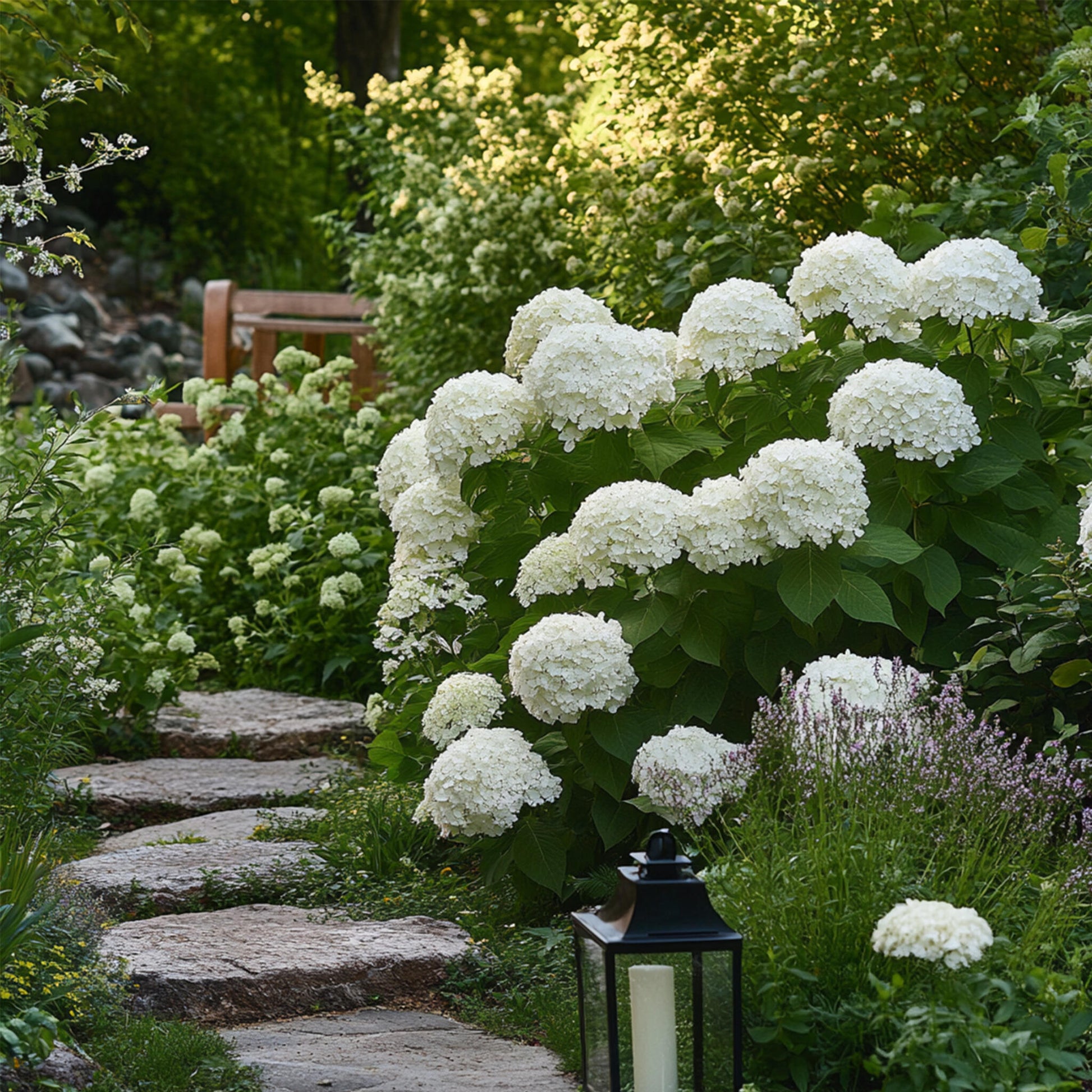 Hortensia - 3 Pzs - Hydrangea 'strong Annabelle' - Altura 30-40cm - ⌀19cm_4