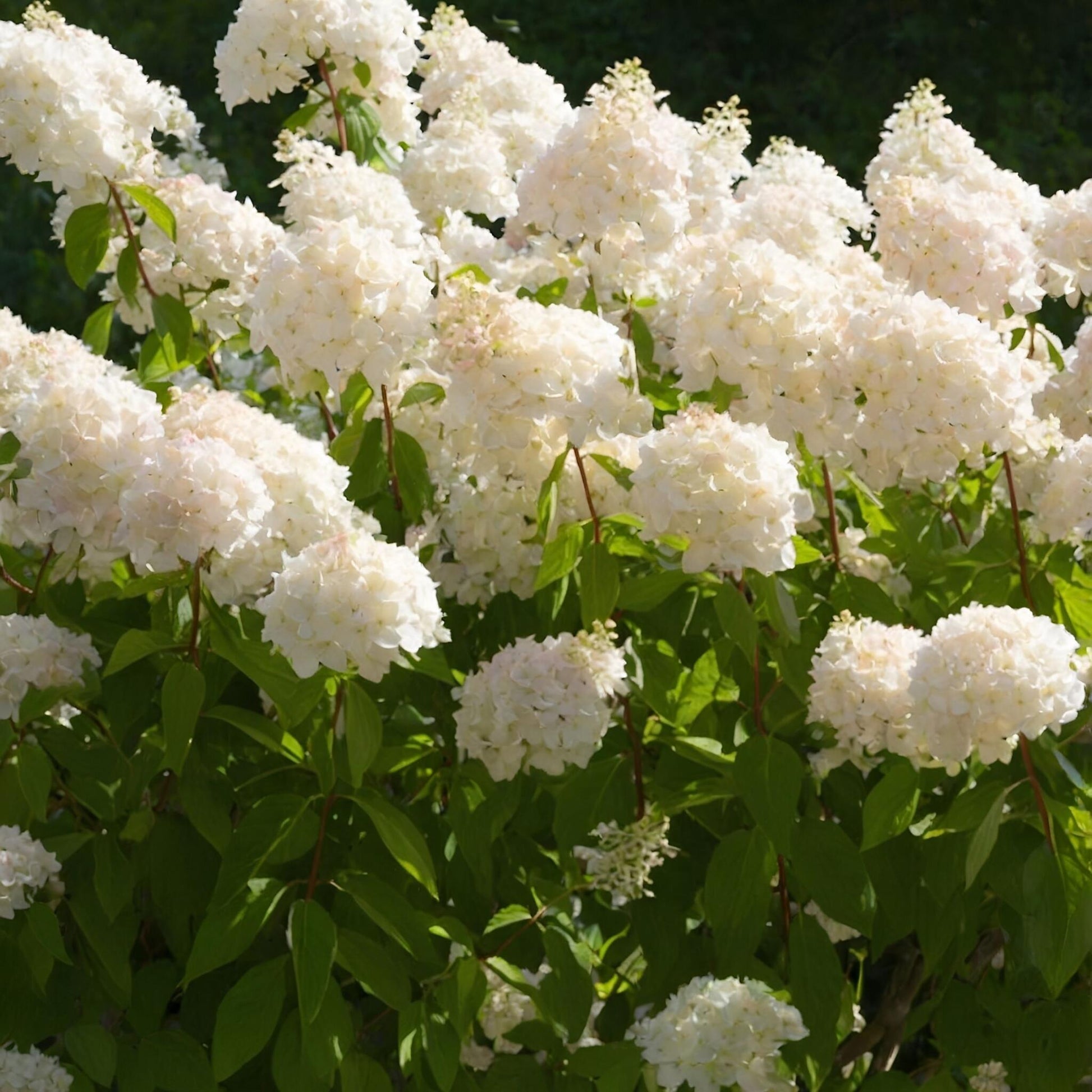 Hortensia - 4 Pzs - Hydrangea Paniculata 'grandiflora' - Altura 30-40cm - ⌀17cm_1