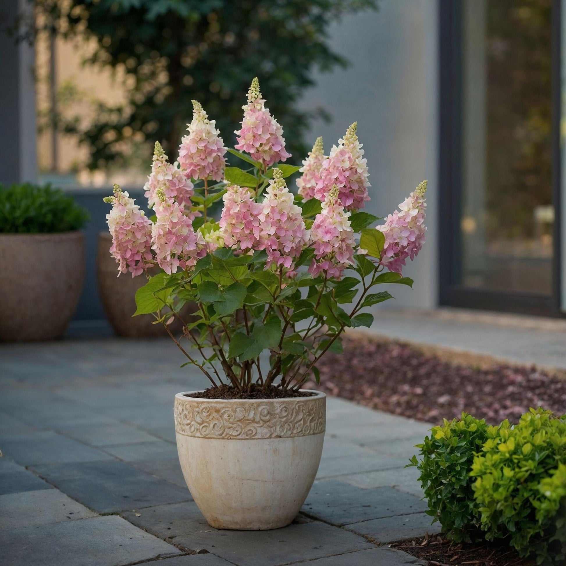 Hortensia - 4 Pzs - Hydrangea Paniculata 'pinky Winky' - Altura 25-40cm - ⌀19cm_1