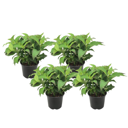 Hortensia - 4 Pzs - Hydrangea Serrata 'summerglow' - Altura 25-40cm - ⌀19cm_0