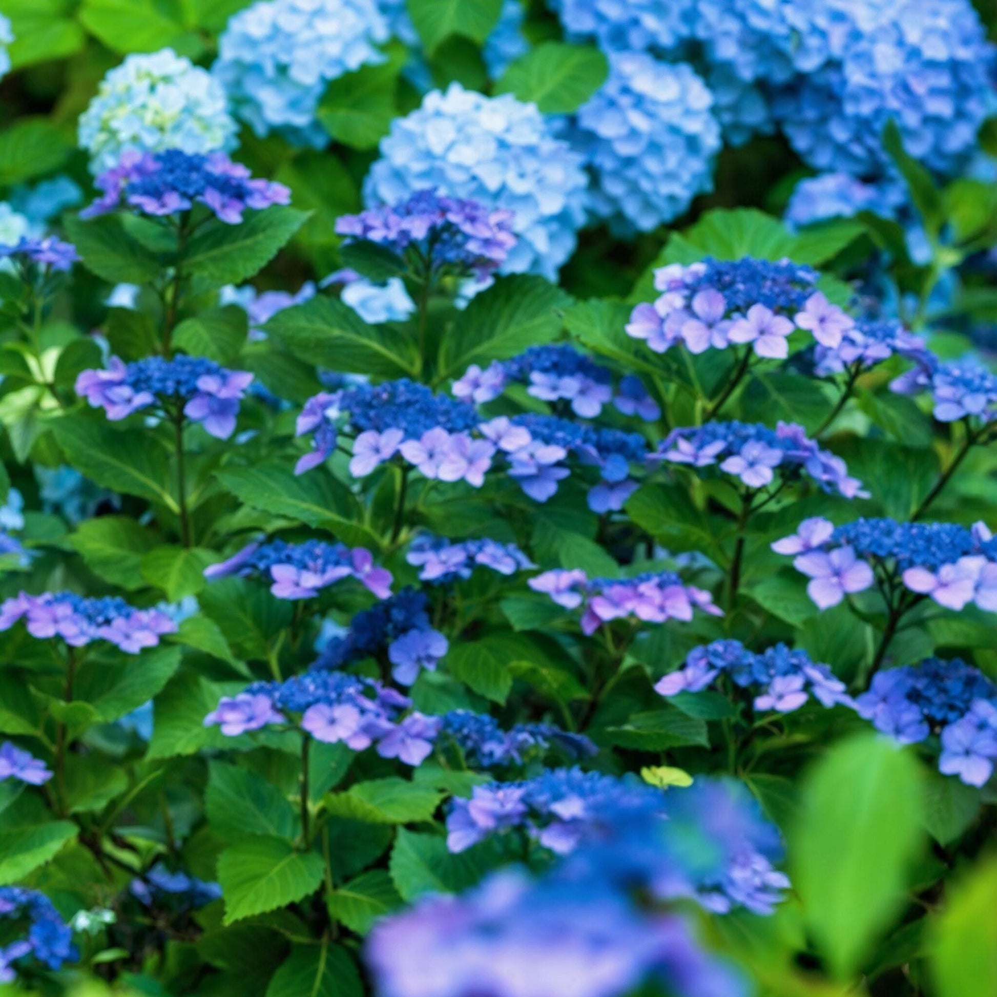 Hortensia - 4 Pzs - Hydrangea Serrata 'summerglow' - Altura 25-40cm - ⌀19cm_3
