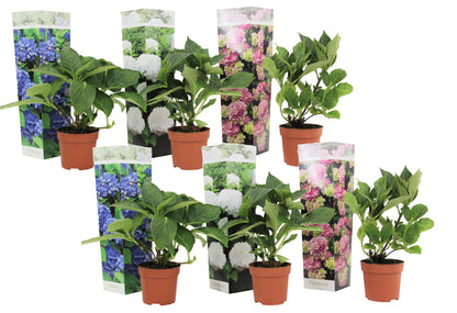 Hortensia - 6 Pzs - Hydrangea Macrophylla - Altura 25-40cm - ⌀105cm_0