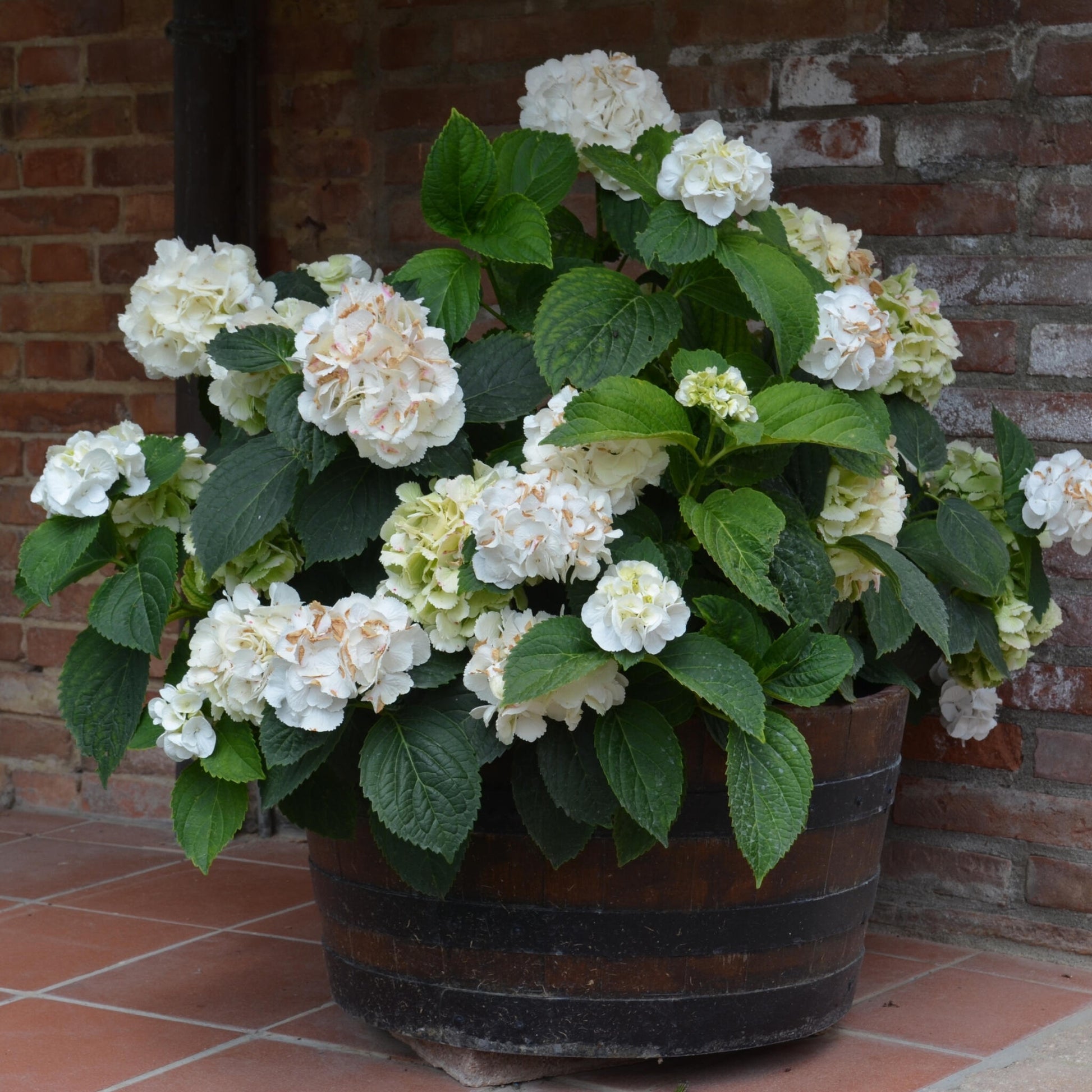 Hortensia - 6 Pzs - Hydrangea Macrophylla Teller 'benxi' - Altura 25-40cm - ⌀9cm_1