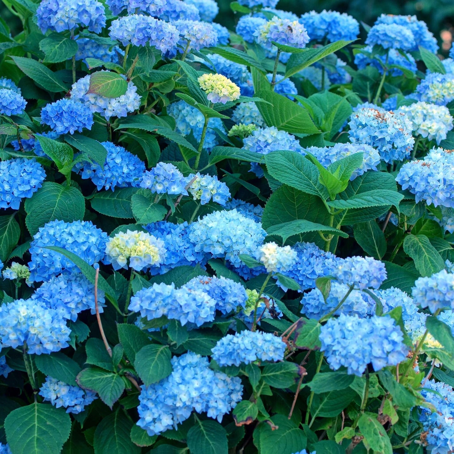 Hortensia - 6 Pzs - Hydrangea Macrophylla 'early Blue' - Altura 25-40cm - ⌀9cm_1