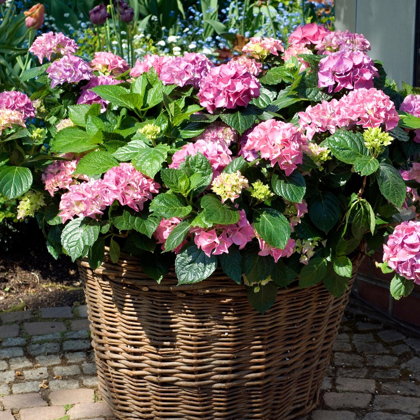 Hortensia - 6 Pzs - Hydrangea Macrophylla 'early Pink' - Altura 25-40cm - ⌀9cm_1