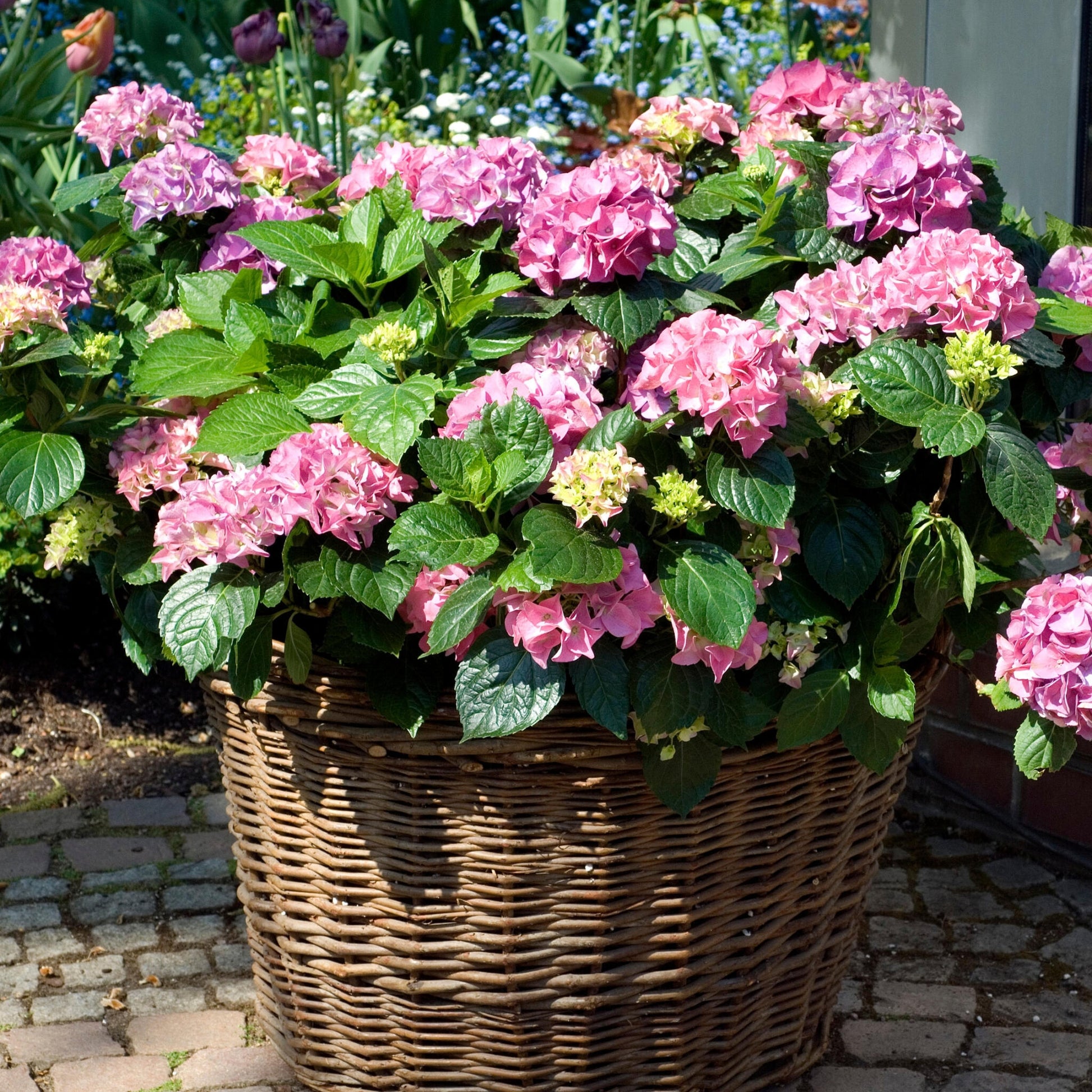 Hortensia - 6 Pzs - Hydrangea Macrophylla 'early Pink' - Altura 25-40cm - ⌀9cm_1