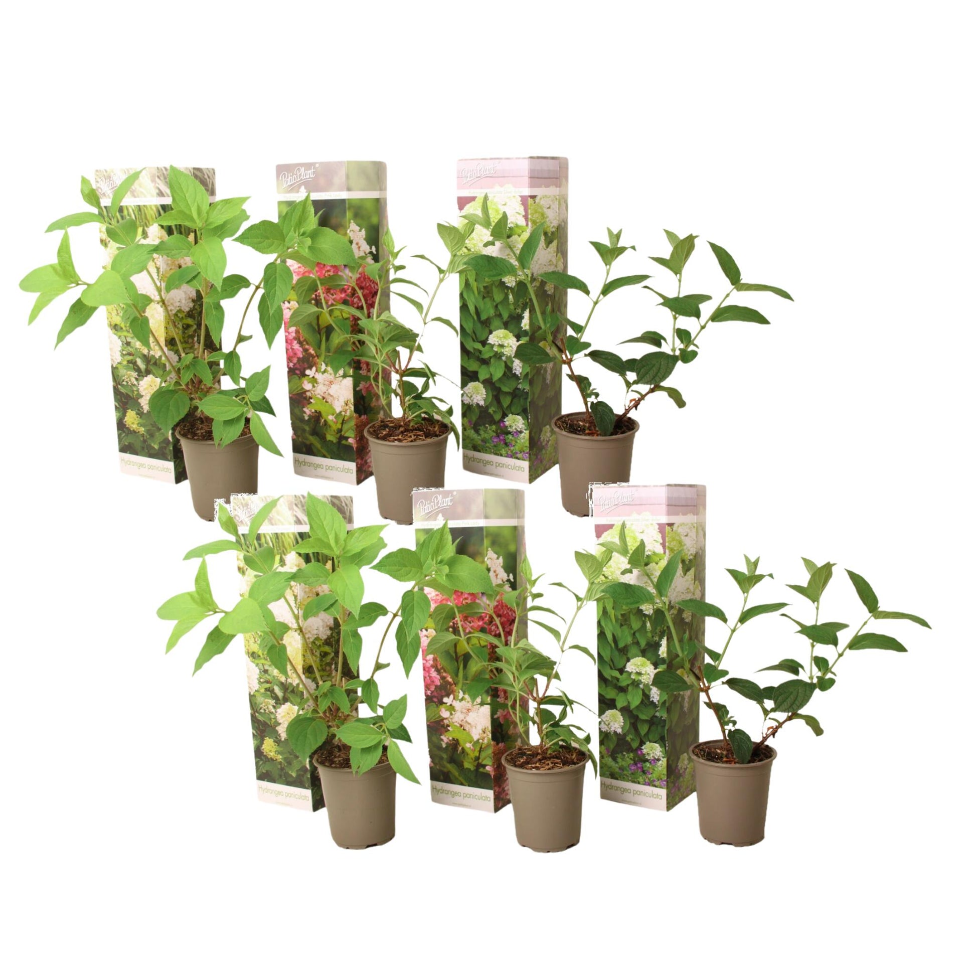 Hortensia - 6 Pzs - Hydrangea Paniculata - Altura 25-35cm - ⌀9cm_0