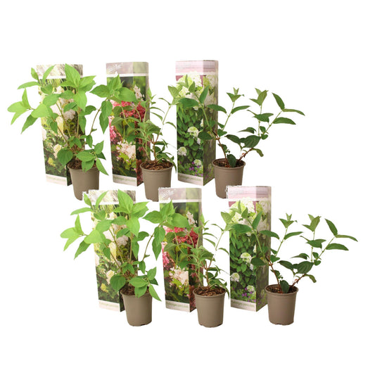 Hortensia - 6 Pzs - Hydrangea Paniculata - Altura 25-35cm - ⌀9cm_0