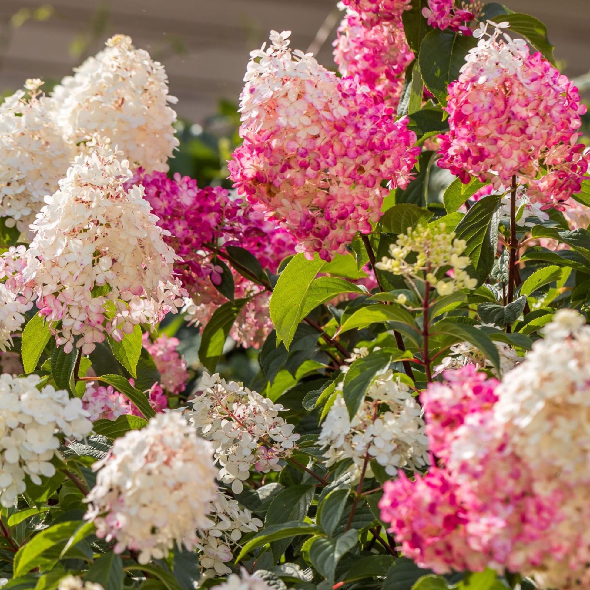 Hortensia - 6 Pzs - Hydrangea Paniculata - Altura 25-35cm - ⌀9cm_1