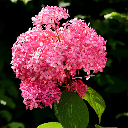 Hortensia - Hydrangea Arborescens 'pink Annabelle' - Altura 40-50cm - ⌀19cm_3