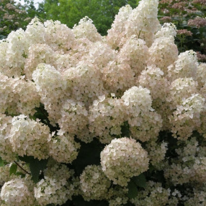 Hortensia - Hydrangea Paniculata 'bobo' - Altura 25-40cm - ⌀19cm_1