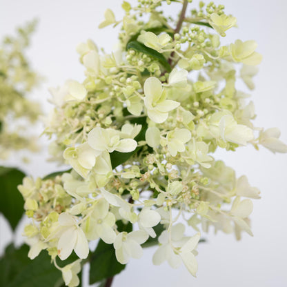 Hortensia - Hydrangea Paniculata 'candlelight' - Altura 25-40cm - ⌀19cm_3