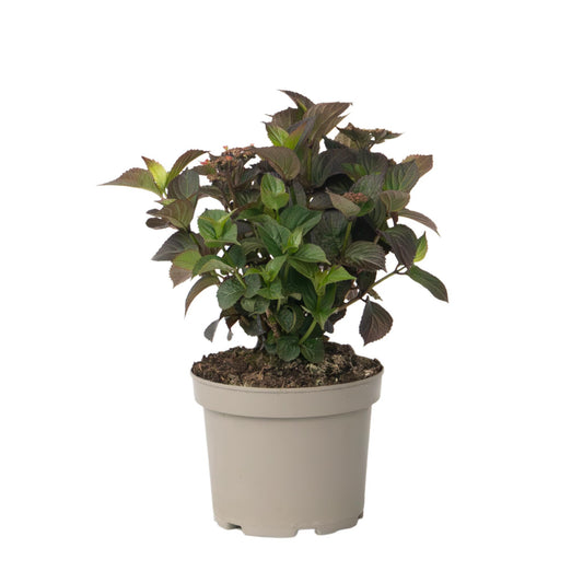 Hortensia - Hydrangea Paniculata 'dare Devil' - Altura 25-40cm - ⌀19cm_0