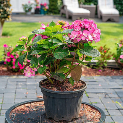 Hortensia - Hydrangea Paniculata 'dare Devil' - Altura 25-40cm - ⌀19cm_1