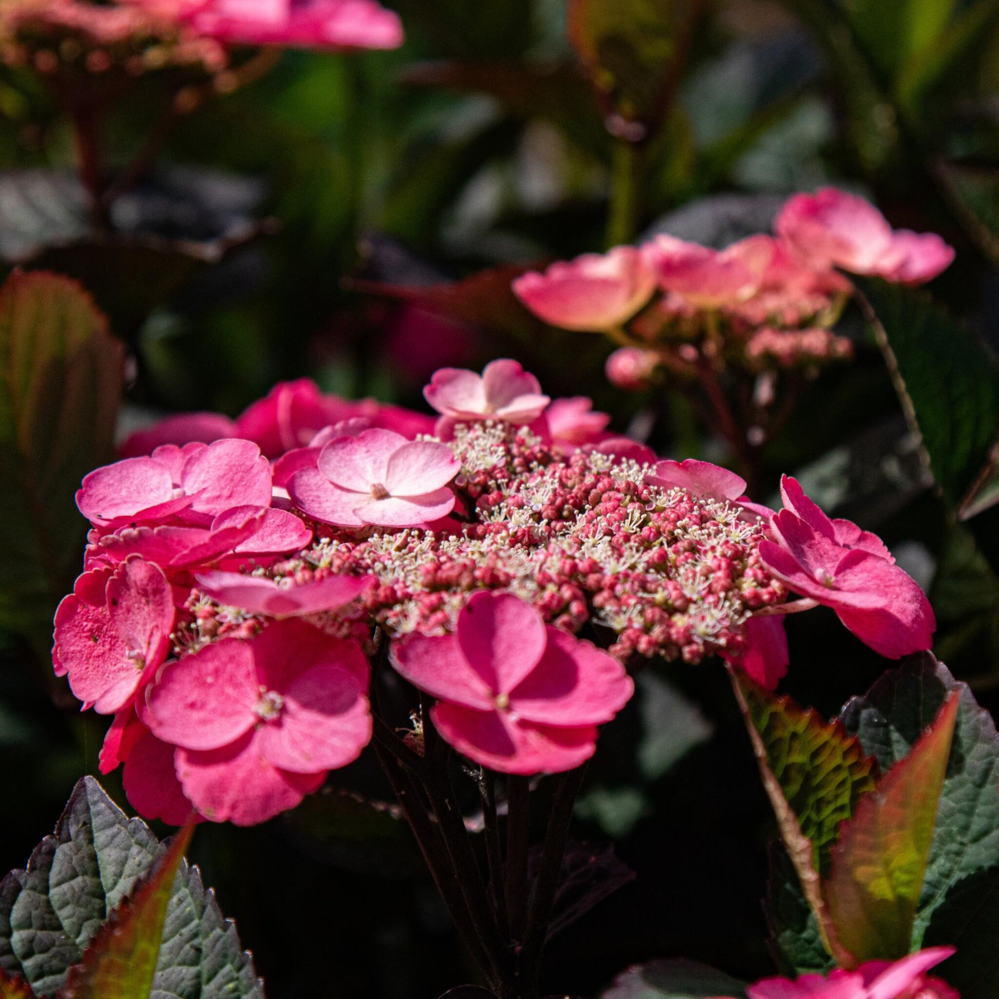 Hortensia - Hydrangea Paniculata 'dare Devil' - Altura 25-40cm - ⌀19cm_3