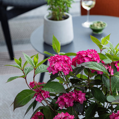 Hortensia - Hydrangea Paniculata 'magic Sunset' - Altura 25-40cm - ⌀19cm_1