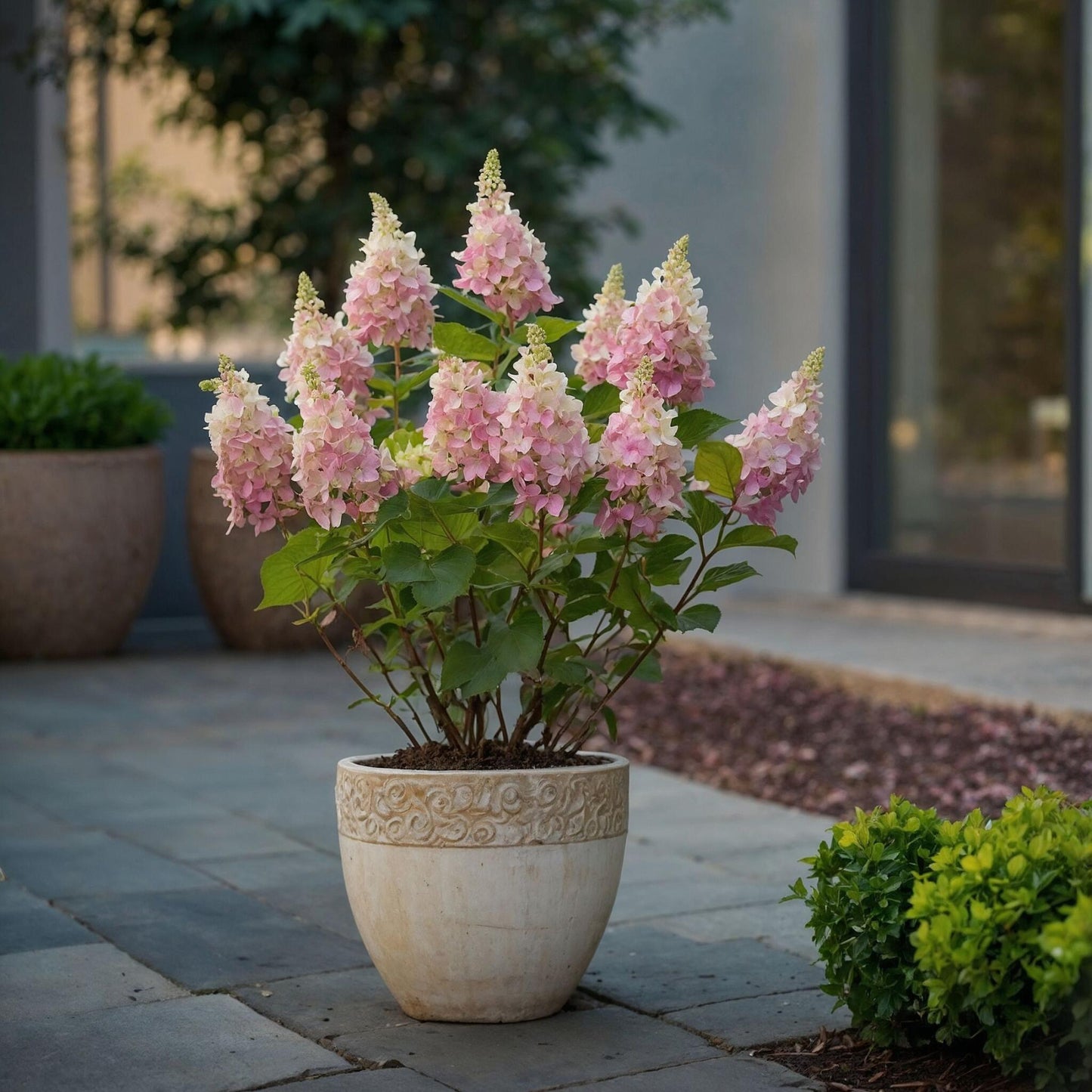 Hortensia - Hydrangea Paniculata 'pinky Winky' - Altura 25-40cm - ⌀19cm_1