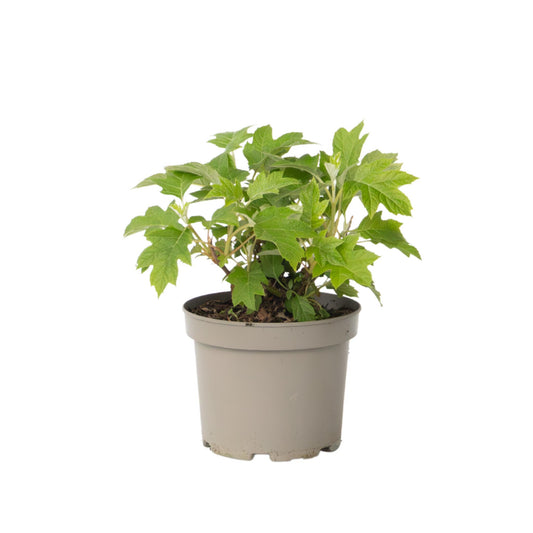 Hortensia - Hydrangea Paniculata 'toy Soldier' - Altura 25-40cm - ⌀19cm_0