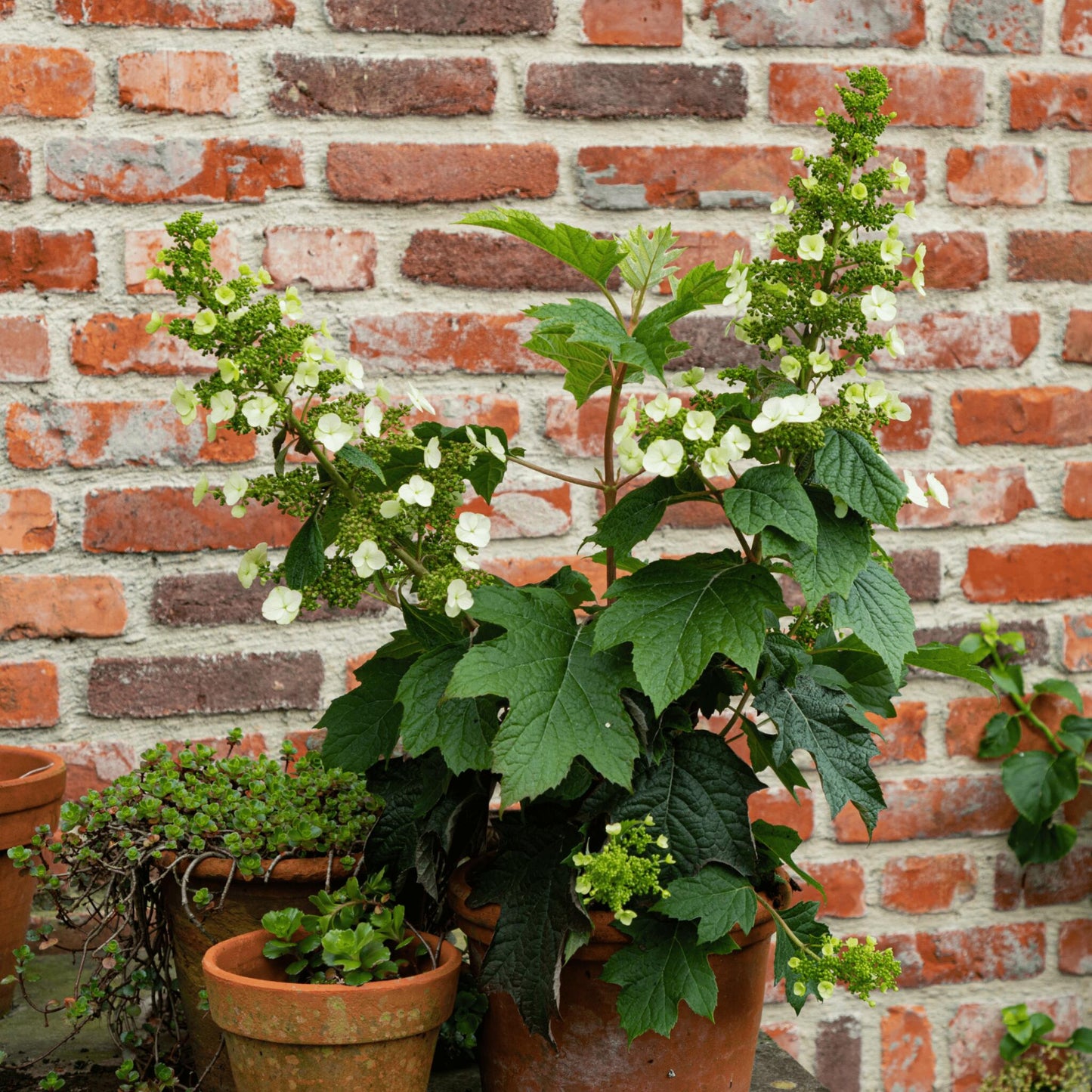 Hortensia - Hydrangea Paniculata 'toy Soldier' - Altura 25-40cm - ⌀19cm_1