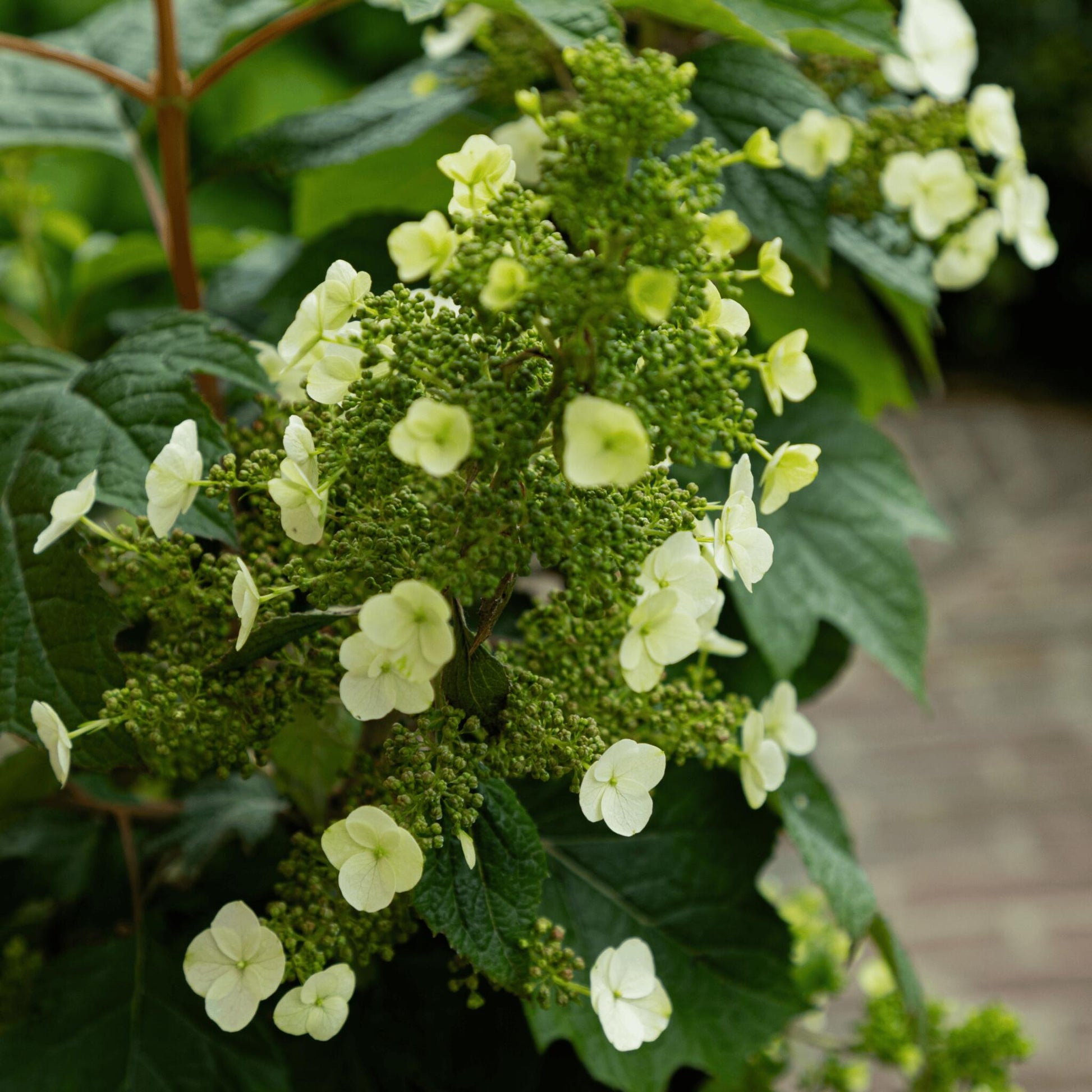 Hortensia - Hydrangea Paniculata 'toy Soldier' - Altura 25-40cm - ⌀19cm_3