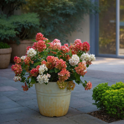 Hortensia - Hydrangea Paniculata 'wim's Red' - Altura 25-40cm - ⌀19cm_1