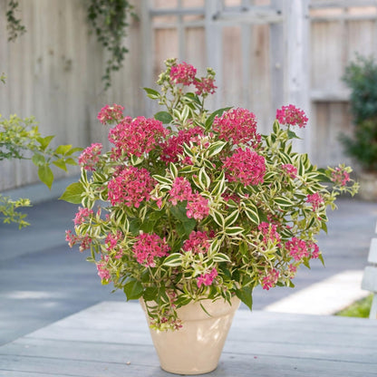 Hortensia - Hydrangea Serrata 'euphorbia Pink' - Altura 40-50cm - ⌀19cm_1