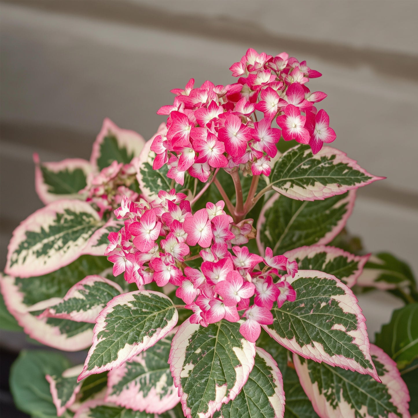 Hortensia - Hydrangea Serrata 'euphorbia Pink' - Altura 40-50cm - ⌀19cm_3
