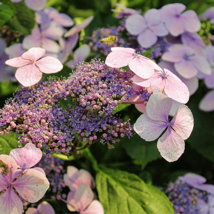 Hortensia - Hydrangea Serrata 'magic Pillow' - Altura 25-40cm - ⌀19cm_3