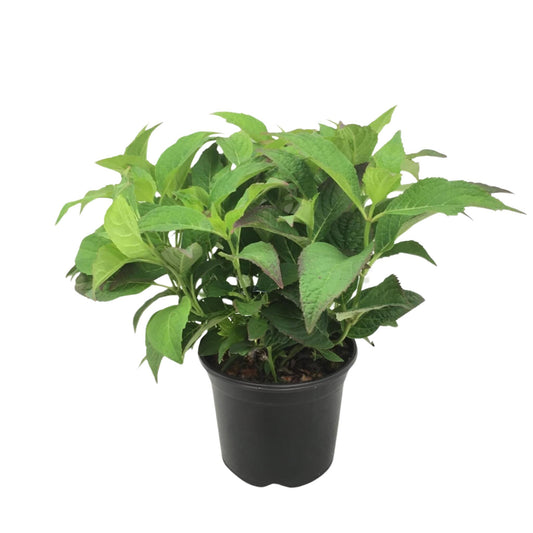 Hortensia - Hydrangea Serrata 'summerglow' - Altura 25-40cm - ⌀19cm_0
