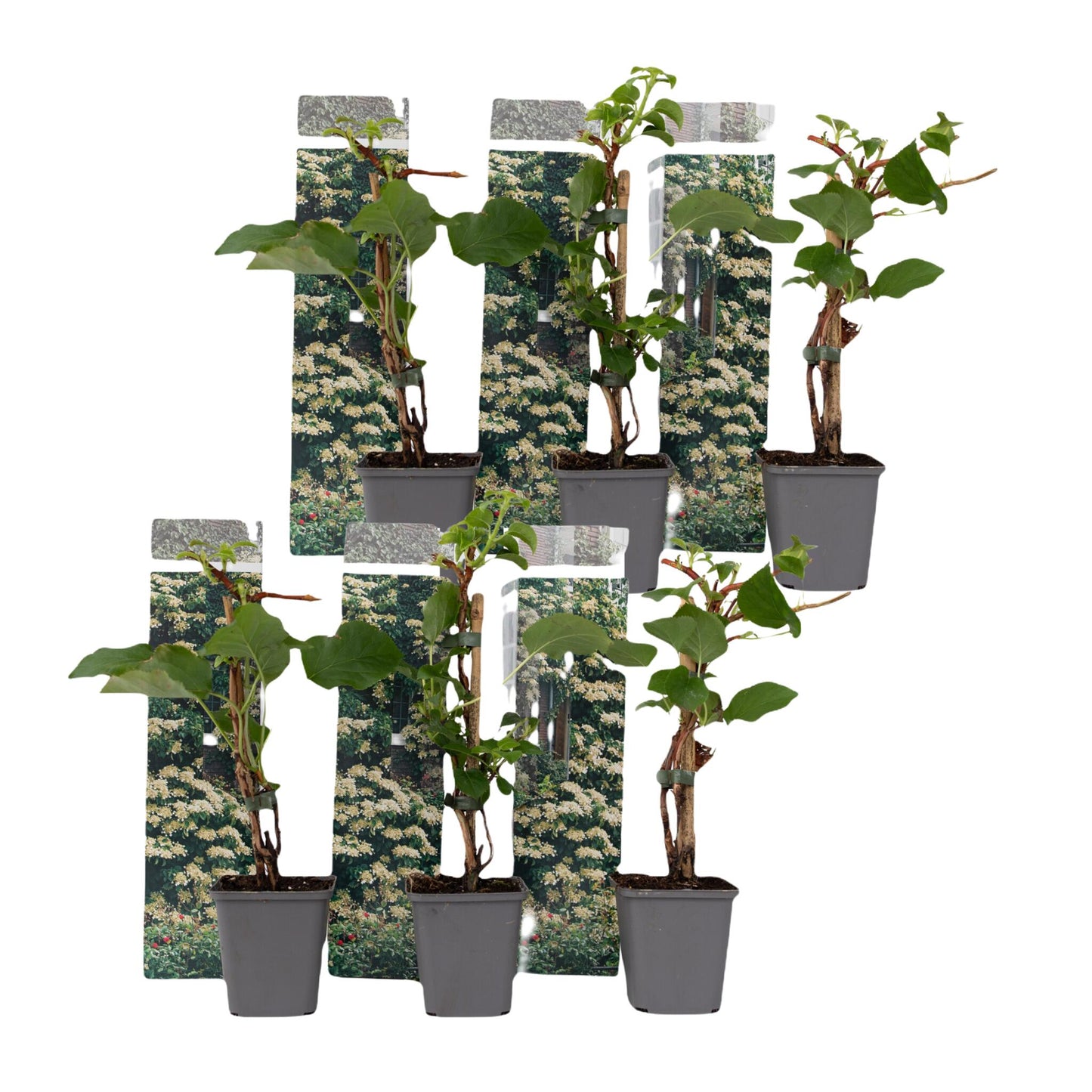 Hortensia Trepadora - 6 Pzs - Hydrangea Petiolaris - Altura 25-40cm - ⌀9cm_0