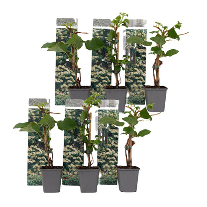 Hortensia Trepadora - 6 Pzs - Hydrangea Petiolaris - Altura 25-40cm - ⌀9cm_0
