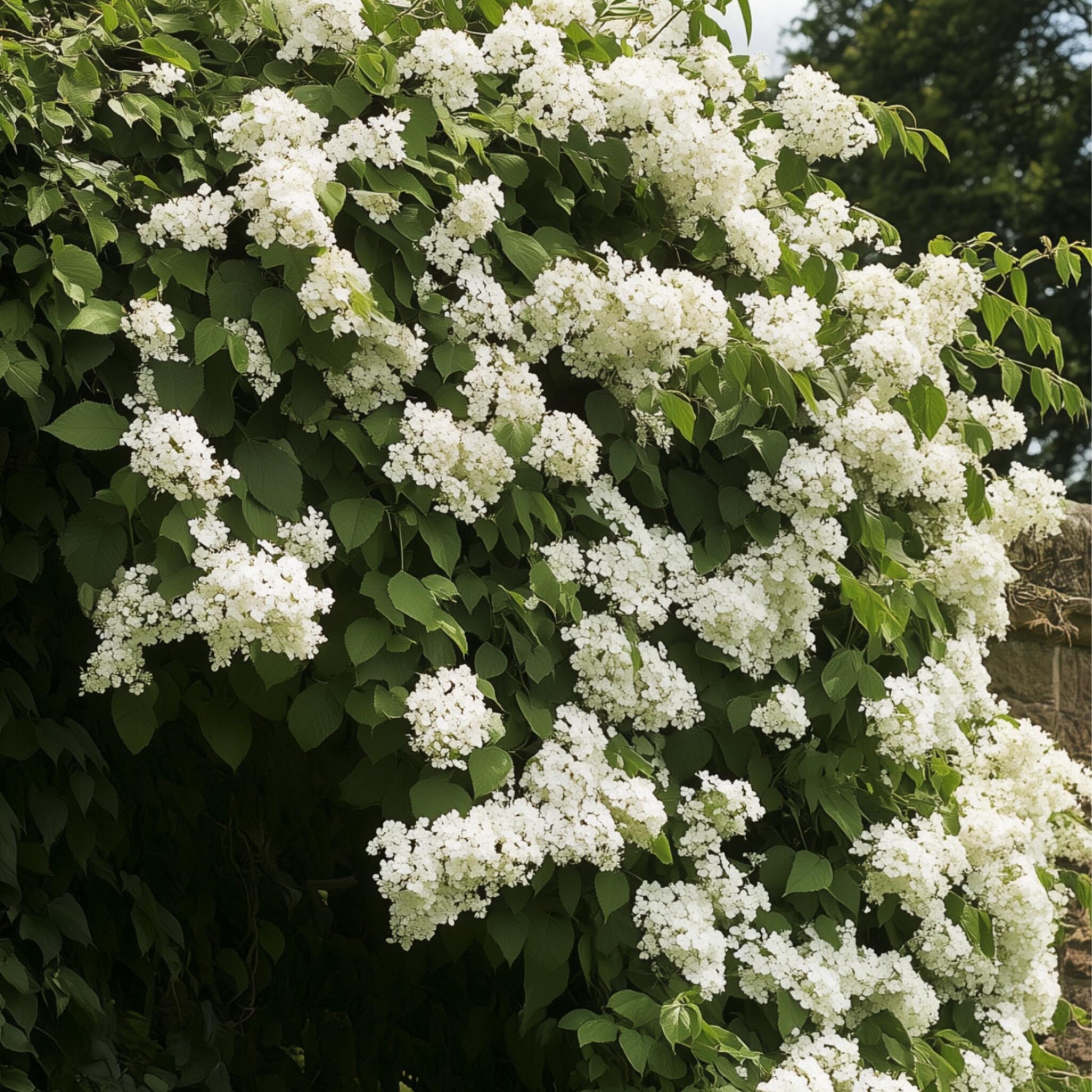 Hortensia Trepadora - 6 Pzs - Hydrangea Petiolaris - Altura 25-40cm - ⌀9cm_1