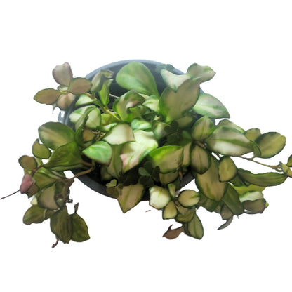Hoya Heuschkeliana 'variegata'; Planta Flor De Cera Colgante; Curiosarium; Maceta 12 Cm_1