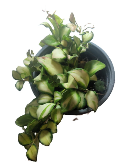 Hoya Heuschkeliana 'variegata'; Planta Flor De Cera Colgante; Curiosarium; Maceta 12 Cm_2